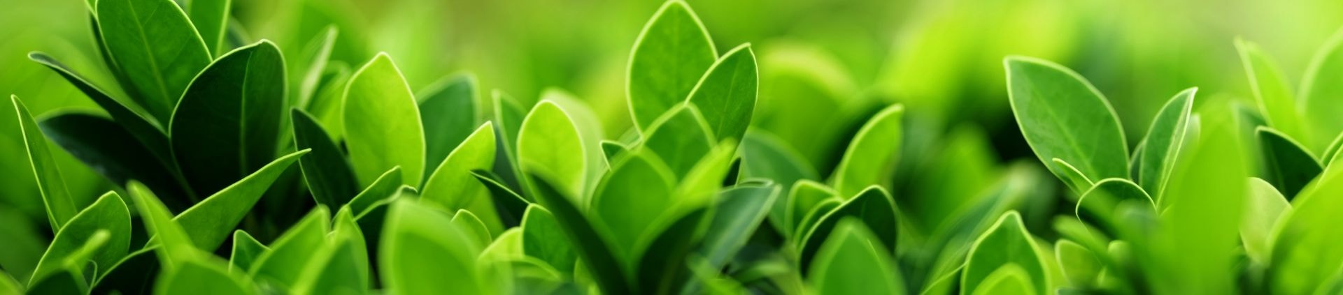 Close-up of fresh green tea leaves