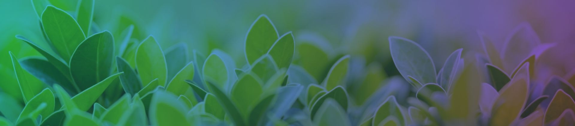 Young green plants growing in a field