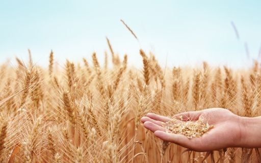 Hands holding wheat grain in front of a ripe wheat field